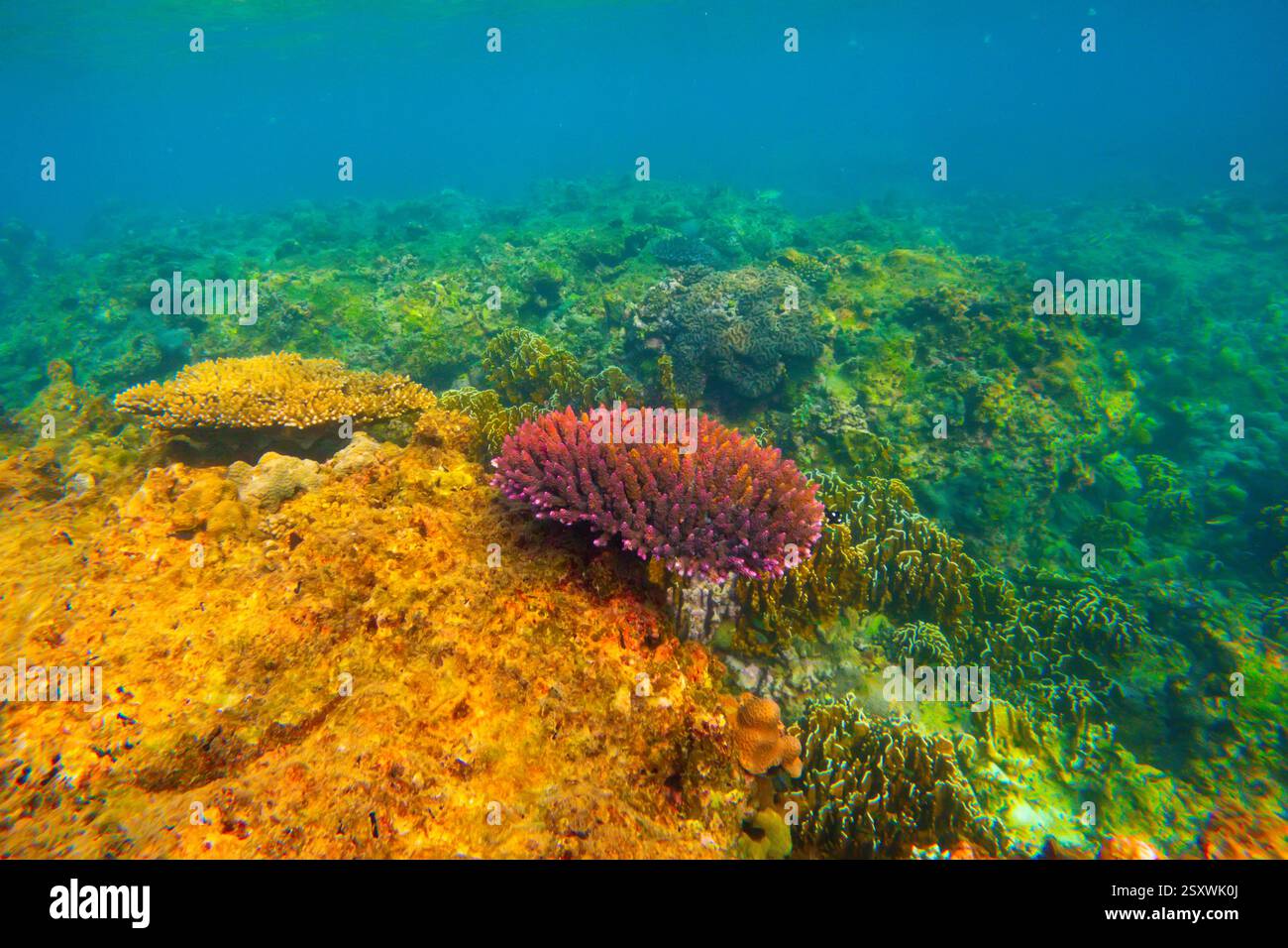 Unterwasser-Korallenriff. Sehen Sie den Schwimmer, Lebensraum der Biocenose exotischer tropischer Meerestiere. Stockfoto