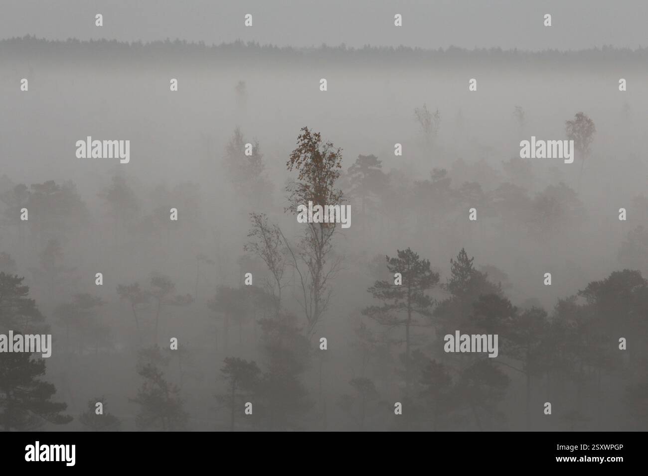 Verzauberter Wald Stockfoto