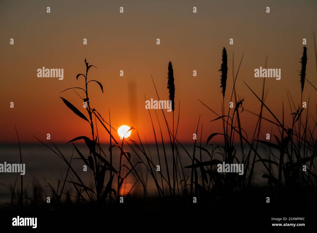 Silhouette Der Natur Stockfoto