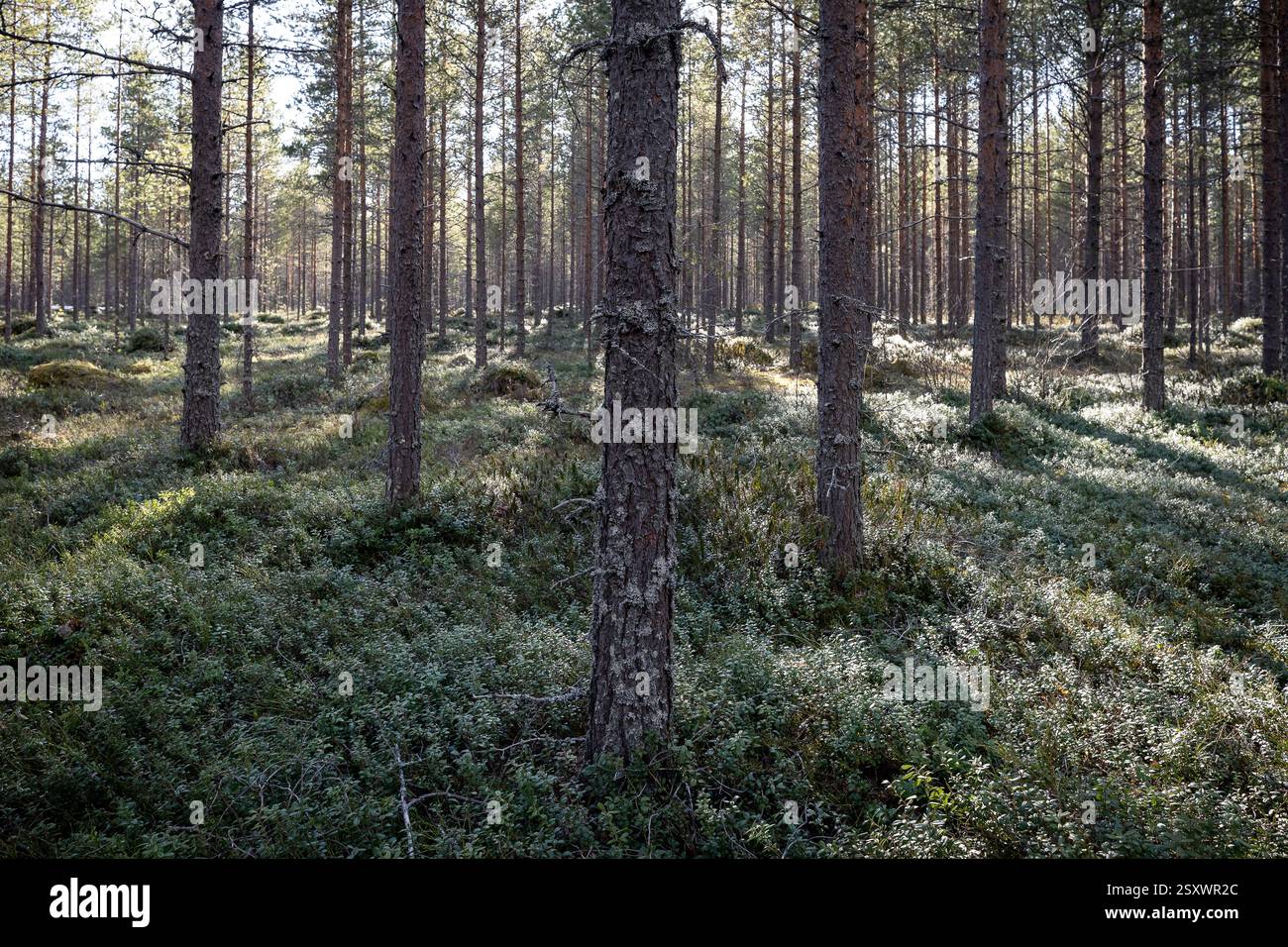 Die Sonne scheint durch einen Fichtenwald in Hailuoto, Finnland Stockfoto