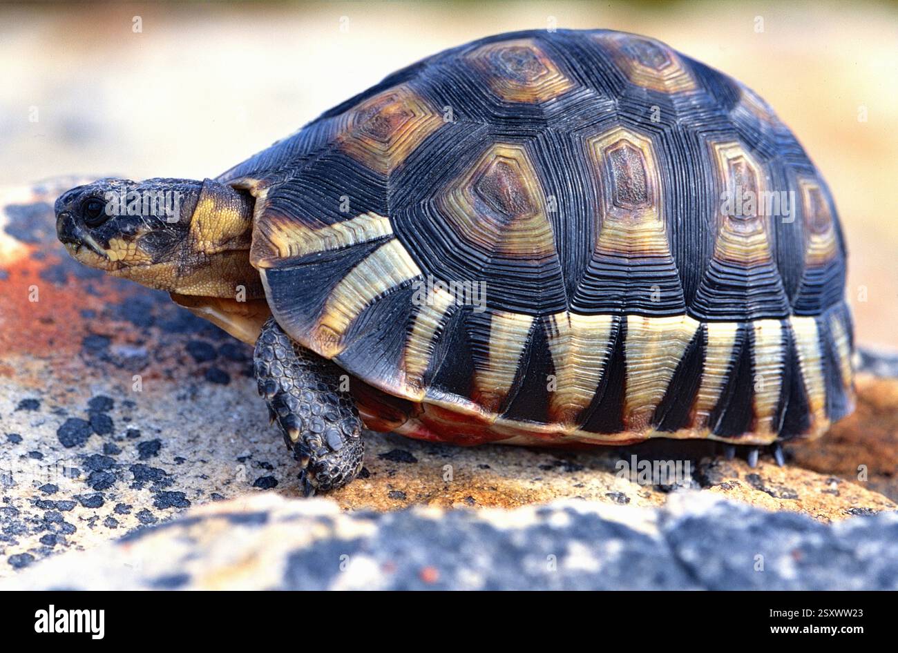 Schnabelbrust-Schildkröte, Chersina angulata, Kap der Guten Hoffnung Nationalpark, Südafrika, Afrika angulata Schildkröte, Chesina angulata, Kap der Guten Hoffnung Stockfoto
