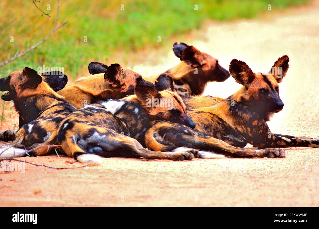 Afrikanischer Wldhund, Lyacon pictus, Meute, auf dem Fahrweg, Krüger Nationalpark, Südafrika, Afrika afrikanischer Wildhund, Lyacon Pictus, Pack, auf dem Weg Stockfoto