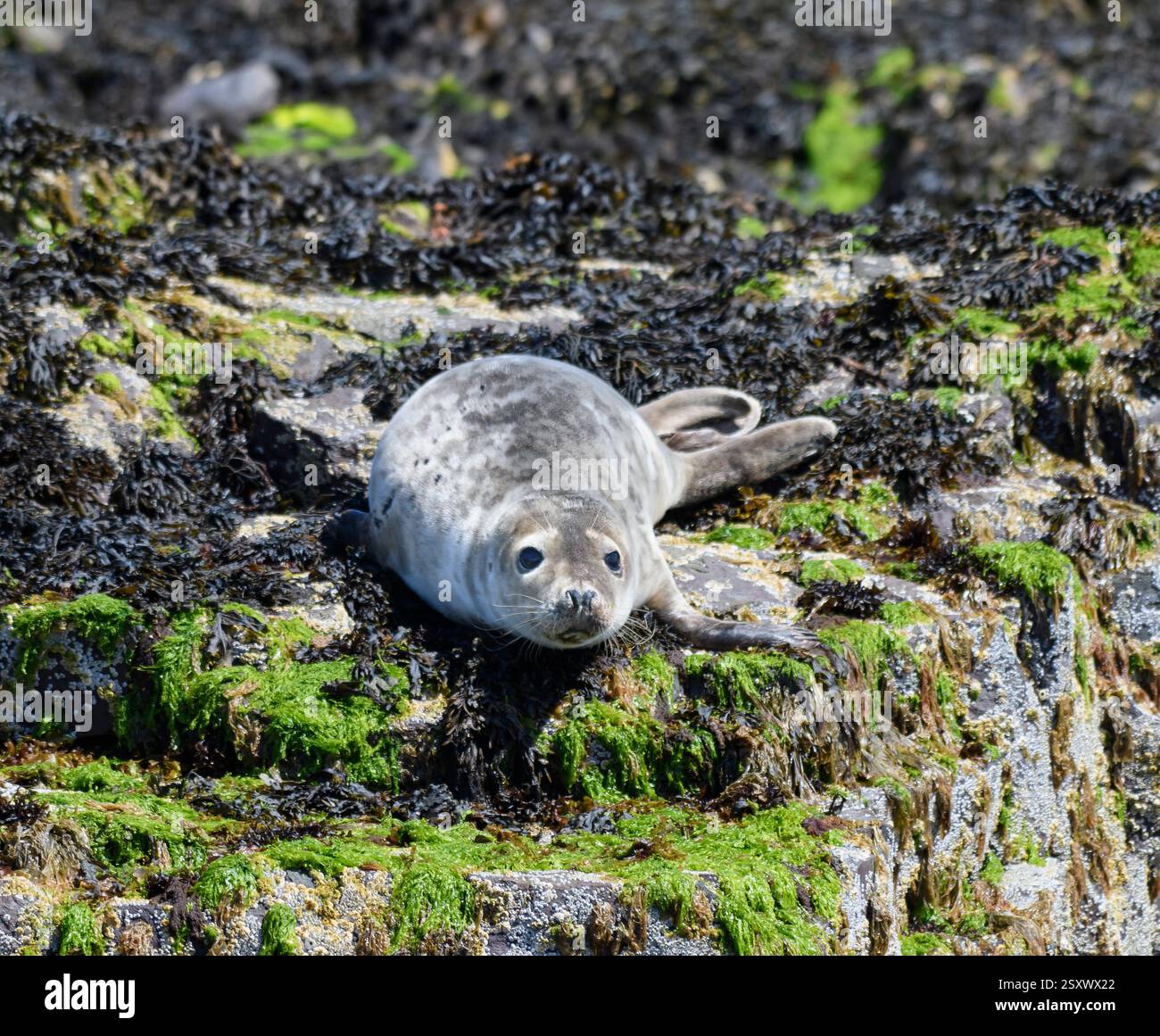 Graurobbe Halichoerus grypus, Jungtier auf unkrautbedeckten Felsen bei Flut, Northumberland, England, Großbritannien, Juli. Stockfoto