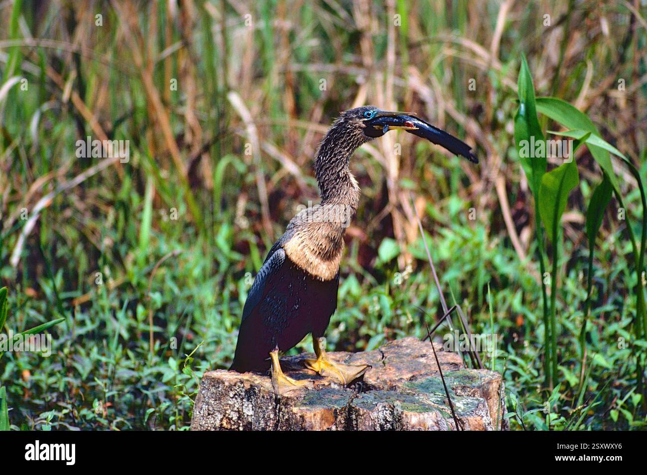 Amerikanischer Schlangenhalsvogel, Anhinga anhinga, Weibchen, mit Fisch, Anhinga Trail, Everglades Nationalpark, Florida, USA Anhinga, Anhinga anhinga Stockfoto