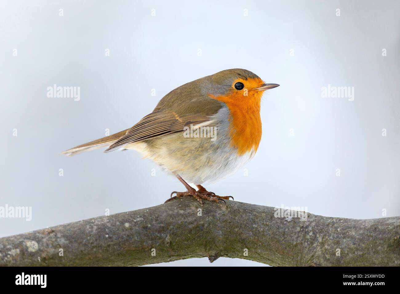 Europäischer Robin (Erithacus rubecula). Erwachsener, der auf einem Zweig steht. Deutschland Stockfoto