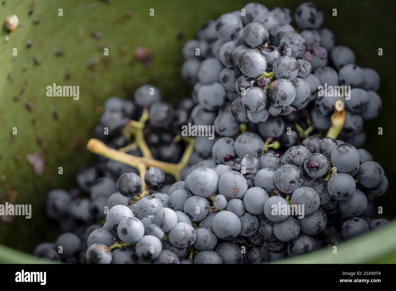 Schließen Sie frisch geerntete Trauben mit Reifen blauen Trauben in einer grünen Schüssel Stockfoto