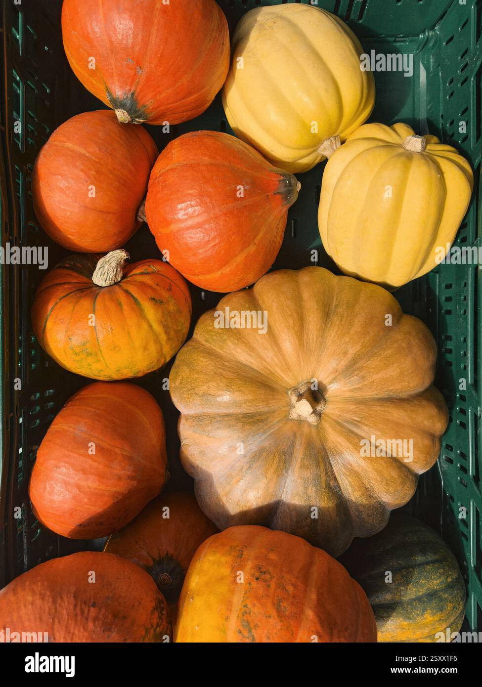 Blick auf das Stillleben von oben, verschiedene kleine gelbe und orangene Kürbisse Stockfoto