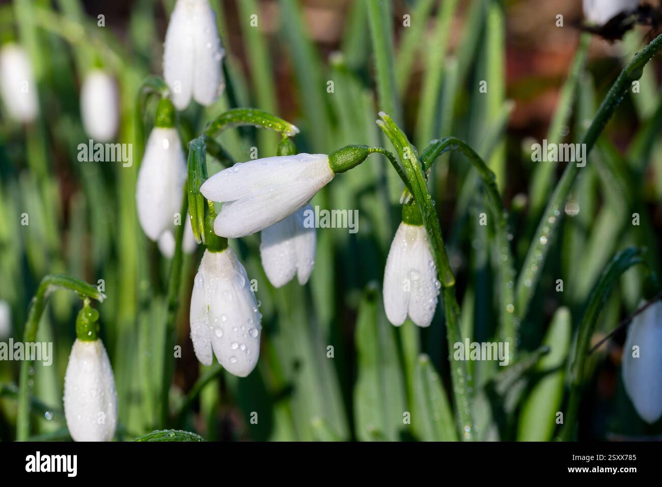 Detailbild eines Schneeglöckchens (Galanthus nivalis) mit schmelzenden Frosttropfen im Januar Sonnenschein. Great Torrington, Devon, Stockfoto Detailbild eines Schneeglöckchens (Galanthus nivalis) mit schmelzenden Frosttropfen im Januar Sonnenschein. Great Torrington, Devon, Stockfoto