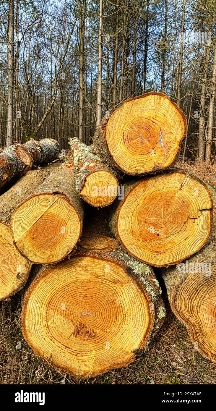Holzstapel im New Forest National; Park - Smartphone-aufgenommenes Stockfoto
