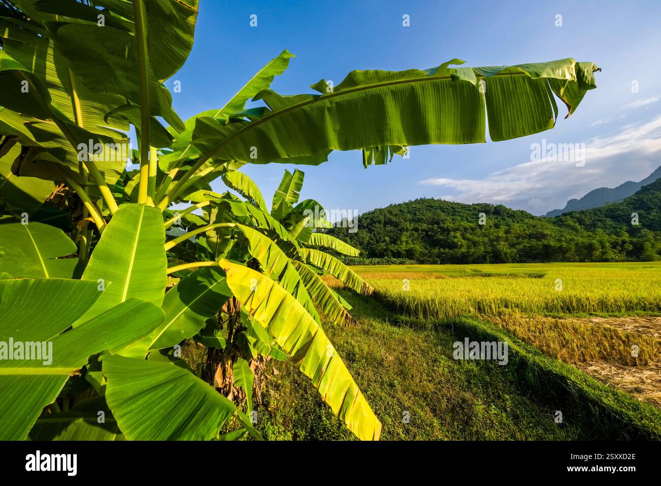 Ein Bananenbaum, der inmitten von Reisfeldern im Tal von Mai Chau, Mai ChÃu, bewaldete Berge in der Ferne wächst. Mai Chau Hoa Bin Provinz Vi Stockfoto
