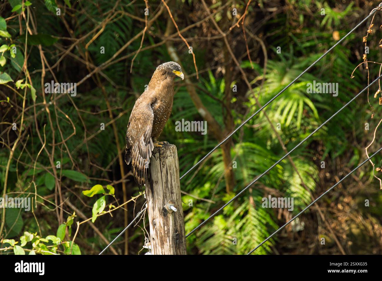 Schlangenadler auf einer Stange Stockfoto