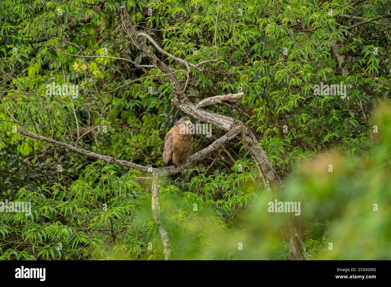 Schlangenadler auf einem Zweig in einem Baum Stockfoto
