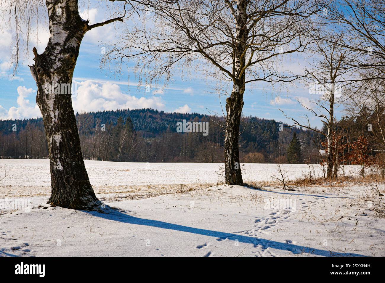 Drei Birken stehen auf einer schneebedeckten Wiese im Hintergrund eines Waldes Stockfoto