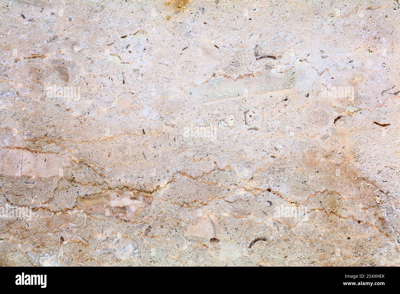 Hintergrund mit Marmorstruktur. Fossil-Marmorplatte im Hintergrund. Stockfoto