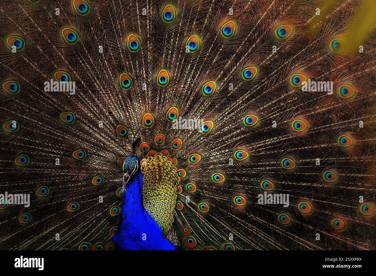 Ein Pfau ist ein lebendiger und majestätischer Vogel, der für seine auffälligen, schillernden Schwanzfedern bekannt ist, die er in einer dramatischen Darstellung entfalten kann. Stockfoto