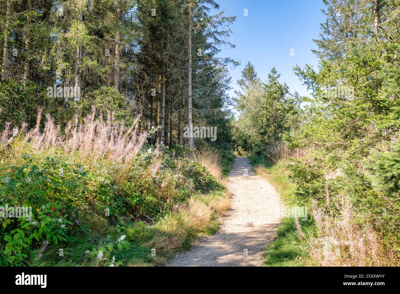 Der Rundweg im Grumbachtal im Harz (Niedersachsen, Deutschland) bietet einen herrlichen Blick auf Berge und Seen. Stockfoto