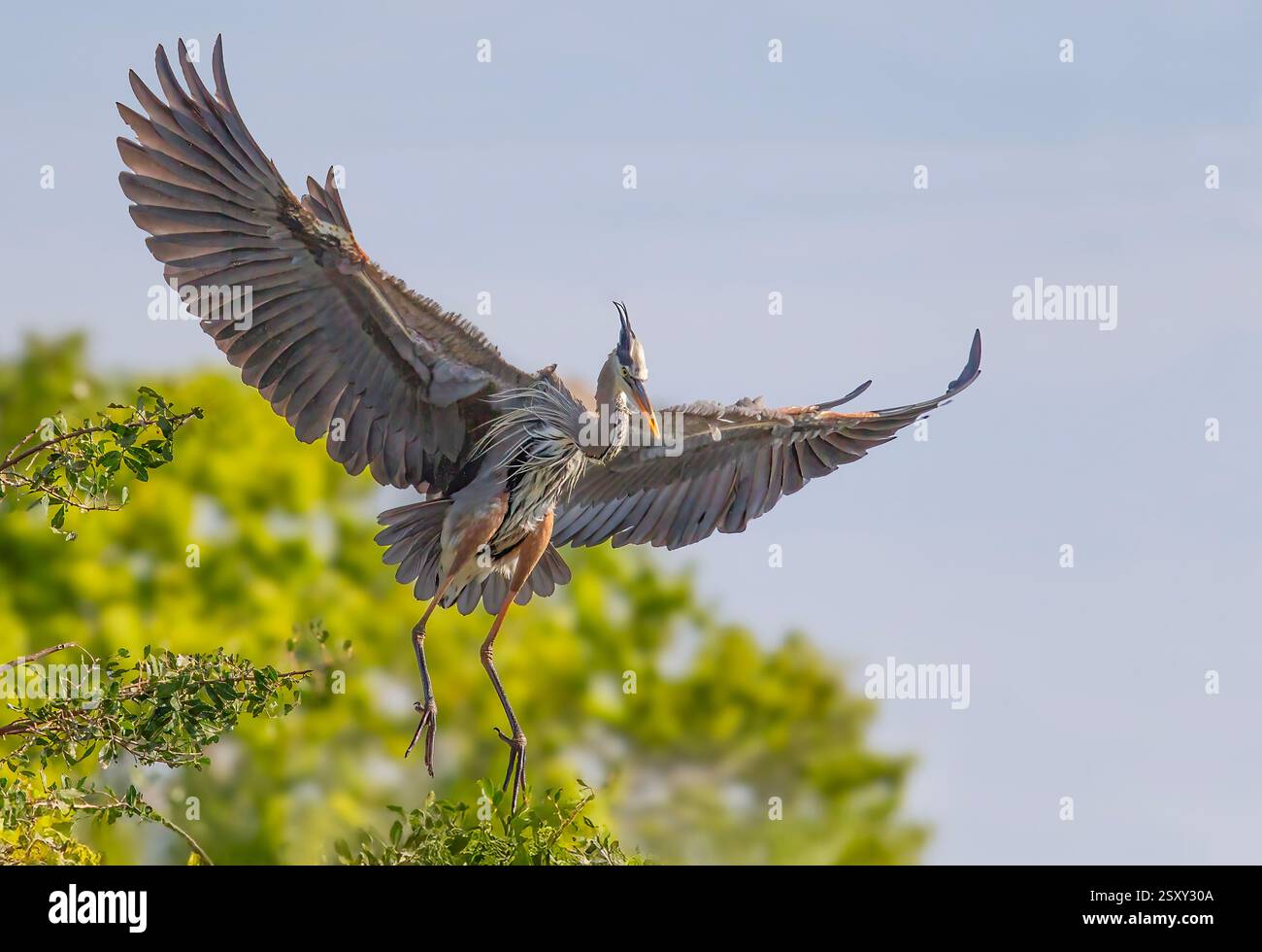 Ein wunderschöner großer blauer Reiher, der in einer Kolonie in Florida flog Stockfoto