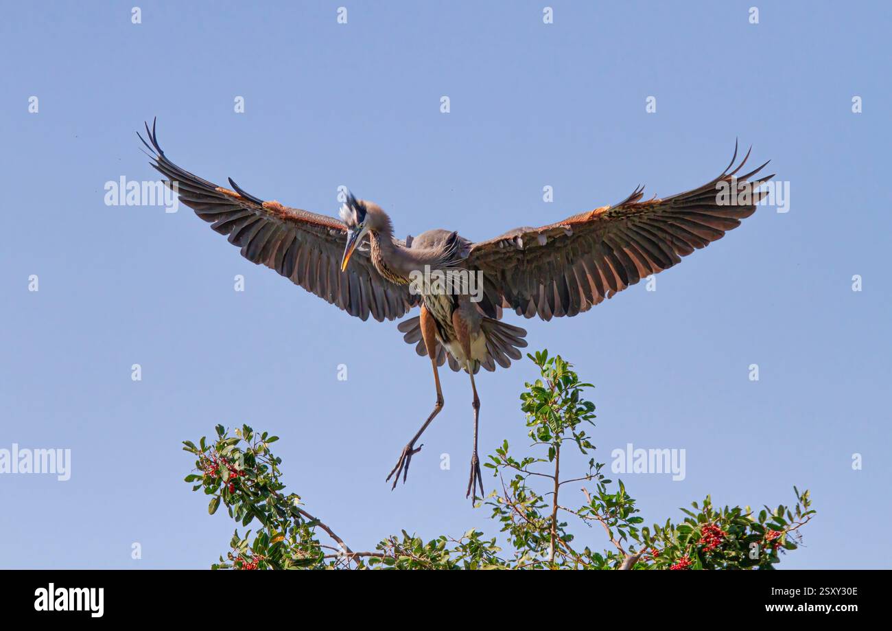 Ein wunderschöner großer blauer Reiher, der in einer Kolonie in Florida flog Stockfoto