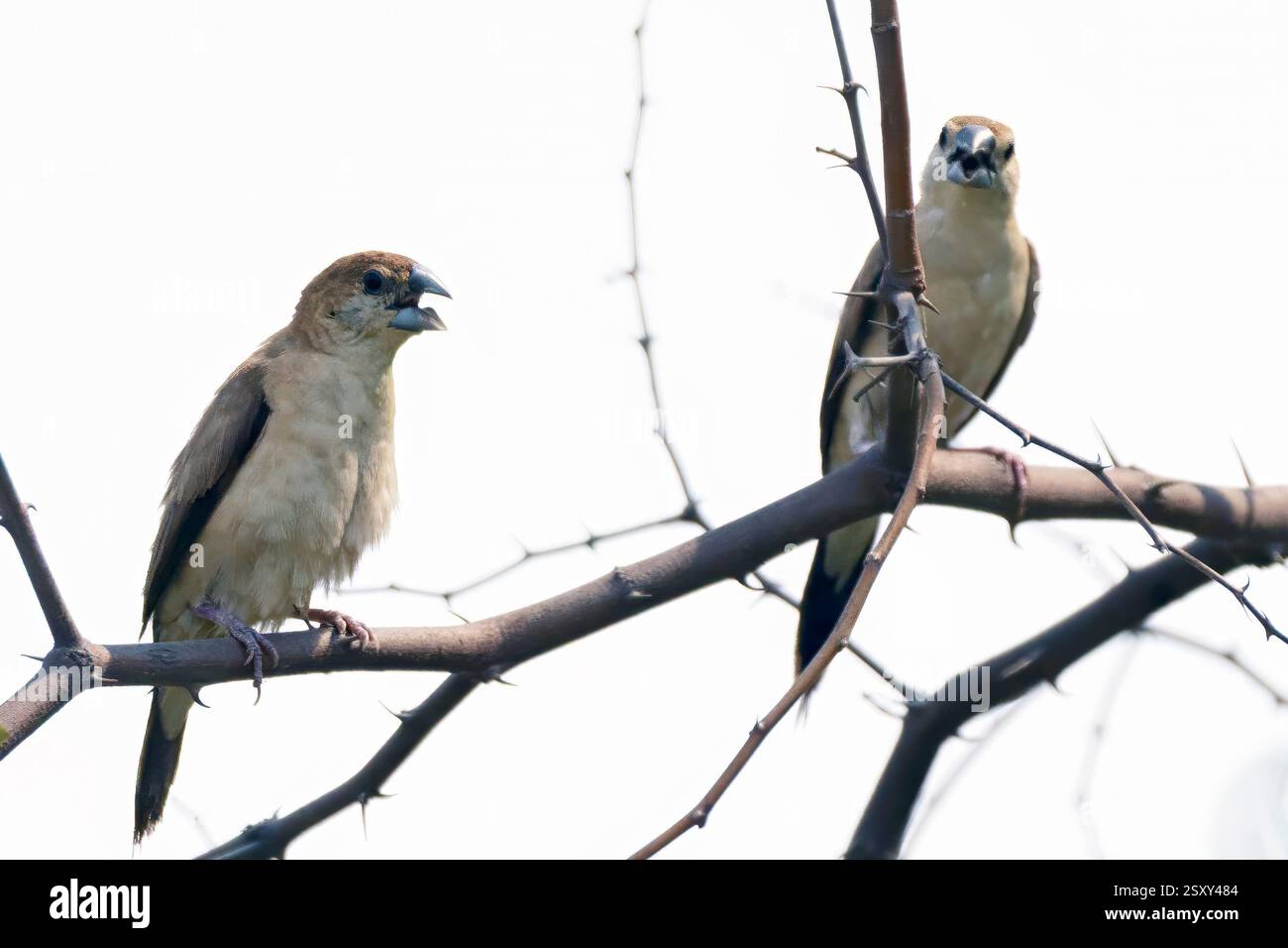 Indischer Silberschnabel (Euodice malabarica) aus Tadoba NP, Indien. Stockfoto