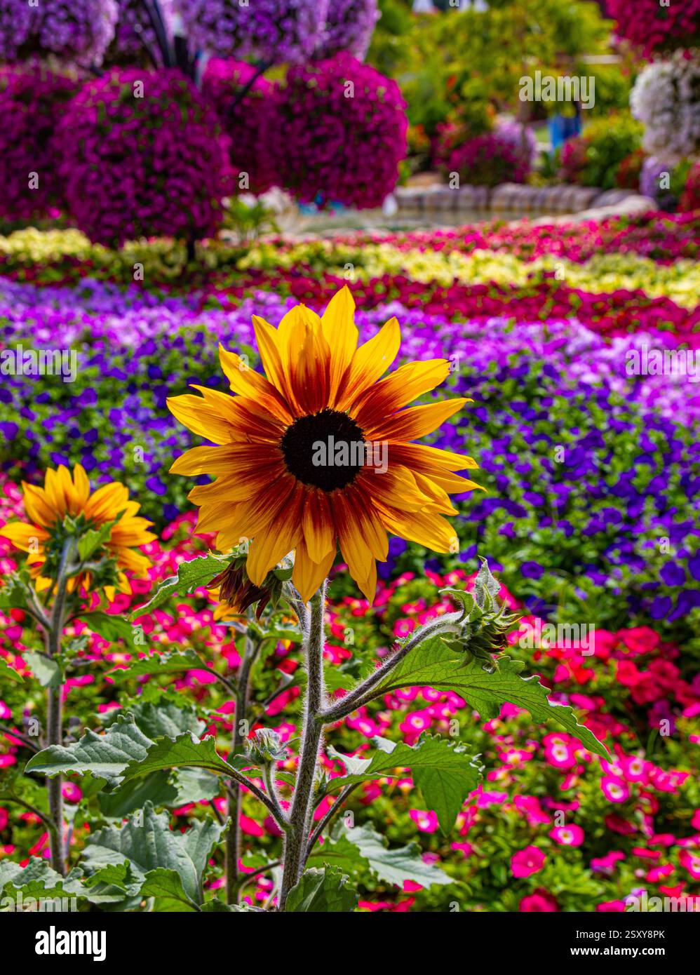Sonnenblume im Wundergarten Dubai Stockfoto