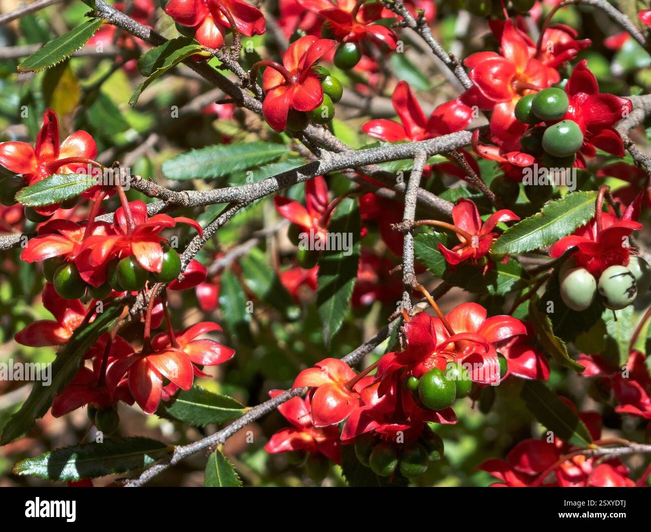 Ochnaceae Ochna Serrulate Stockfoto