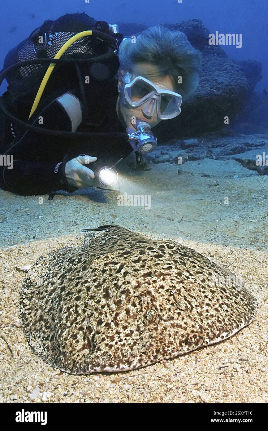 Taucher Scuba Diver beobachtet beleuchtet aus nächster Nähe beim Tauchen elektrischen Marmor-Trembling-ray (Torpedo marmorata) elektrischen Strahl elektrischen Strahl T Stockfoto