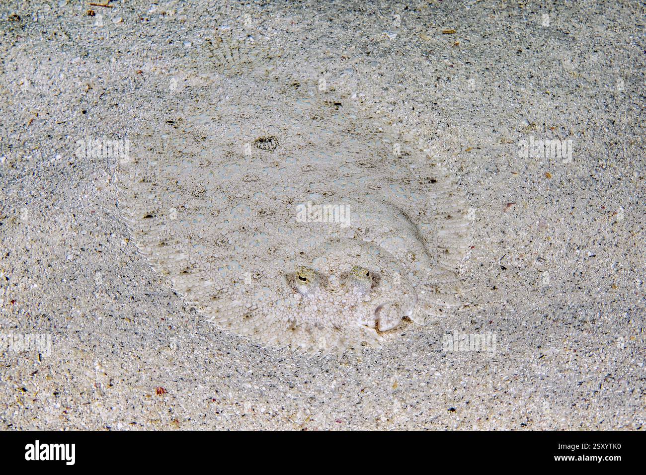 Steinbutt mit Pfauauenaugen (Bothus lunatus) liegt auf getarntem Sandboden im Indischen Ozean, Mauritius, Afrika Stockfoto