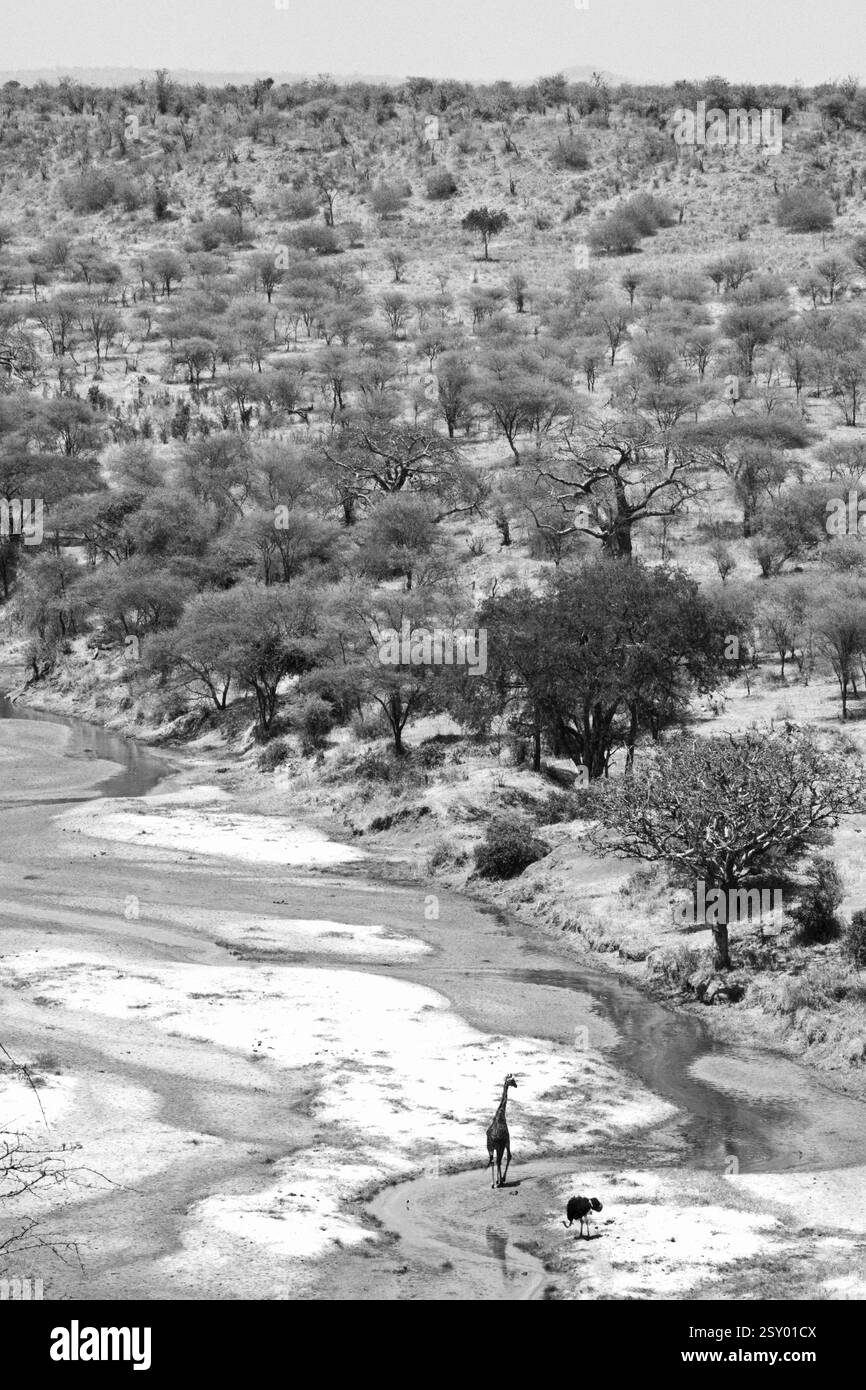Savannah-Landschaft, masai Mara-Nationalpark, kenia Stockfoto