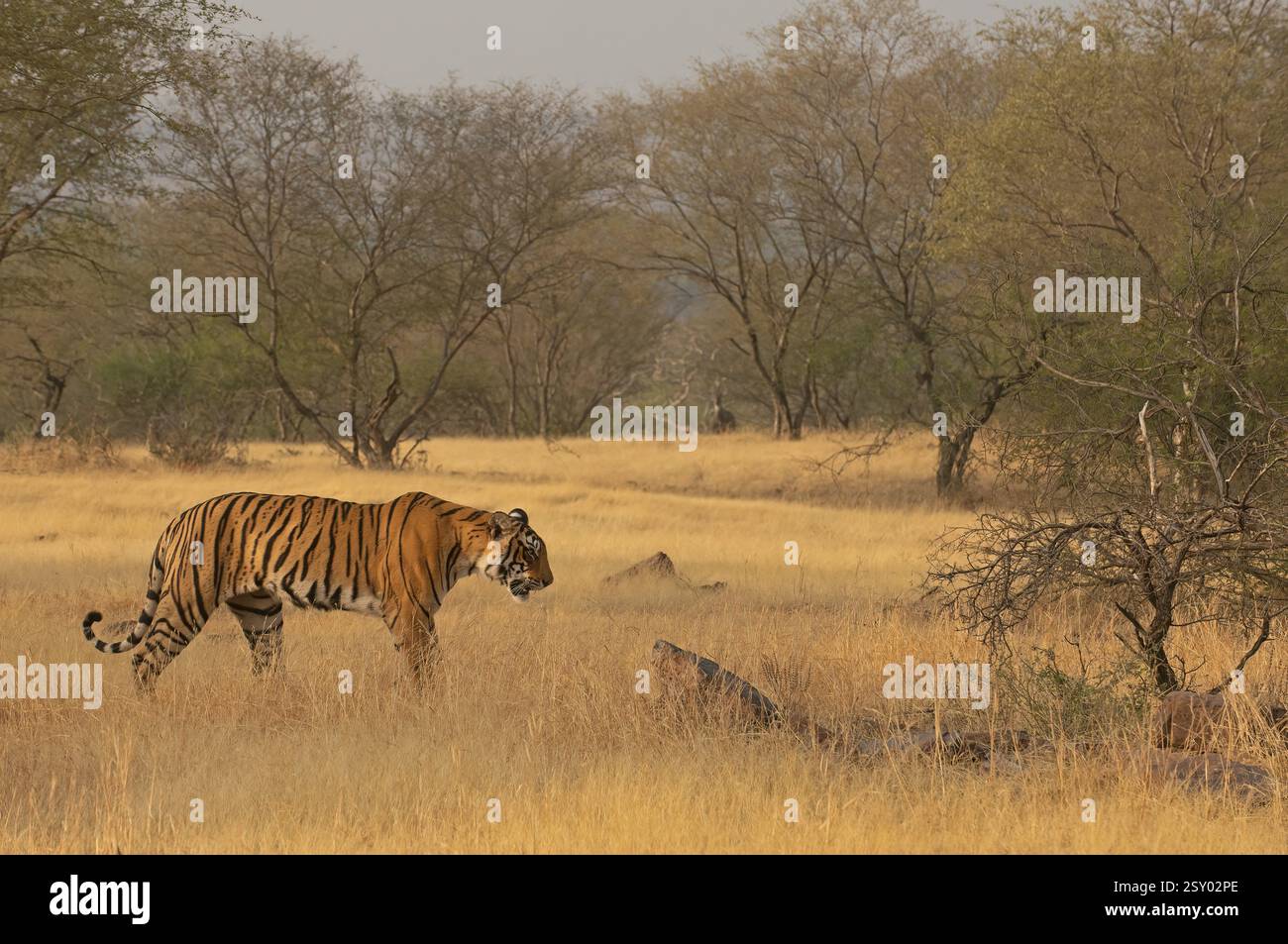Wilder bengalischer Tiger, der durch einen trockenen Buschwald im Ranthambore-Nationalpark in Indien, Asien spaziert Stockfoto