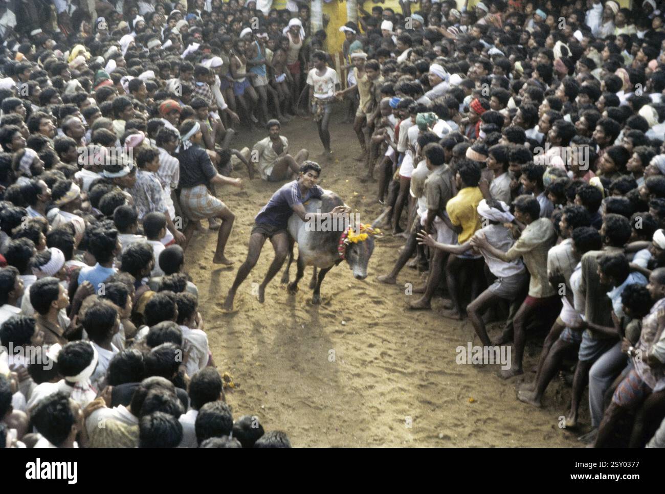 Jallikattu-Bullen-Zähmung in Alanganallur bei Madurai, Tamil Nadu, Indien, Asien Stockfoto