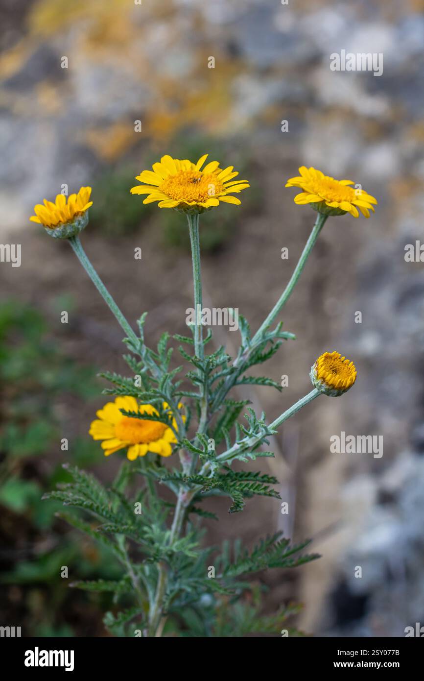 Gefiedertes Laub und gelbe Blüten von Cota tinctoria Kelwayi im Juni. Stockfoto