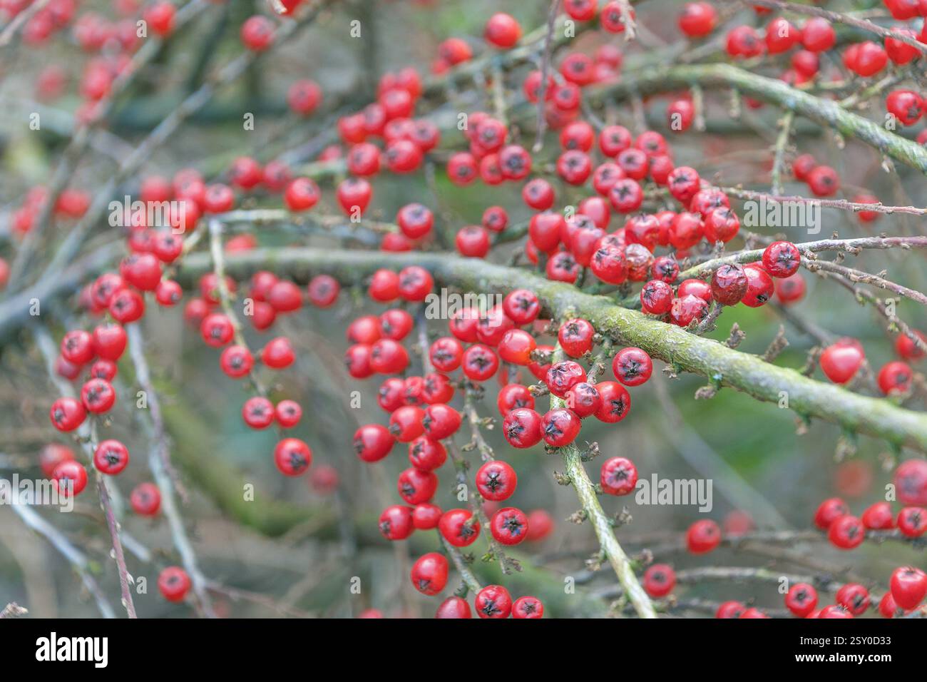 Rote Beeren auf einem Busch im Winter. Cotoneaster horizontalis. Gartenpflanze, Hecken. Natürlicher Hintergrund. Stockfoto