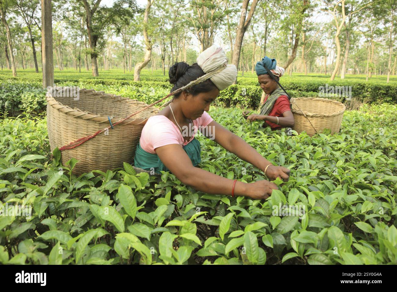 Frau, die Blätter aus dem Teegarten pflückt, Assam, Indien NOMR Stockfoto