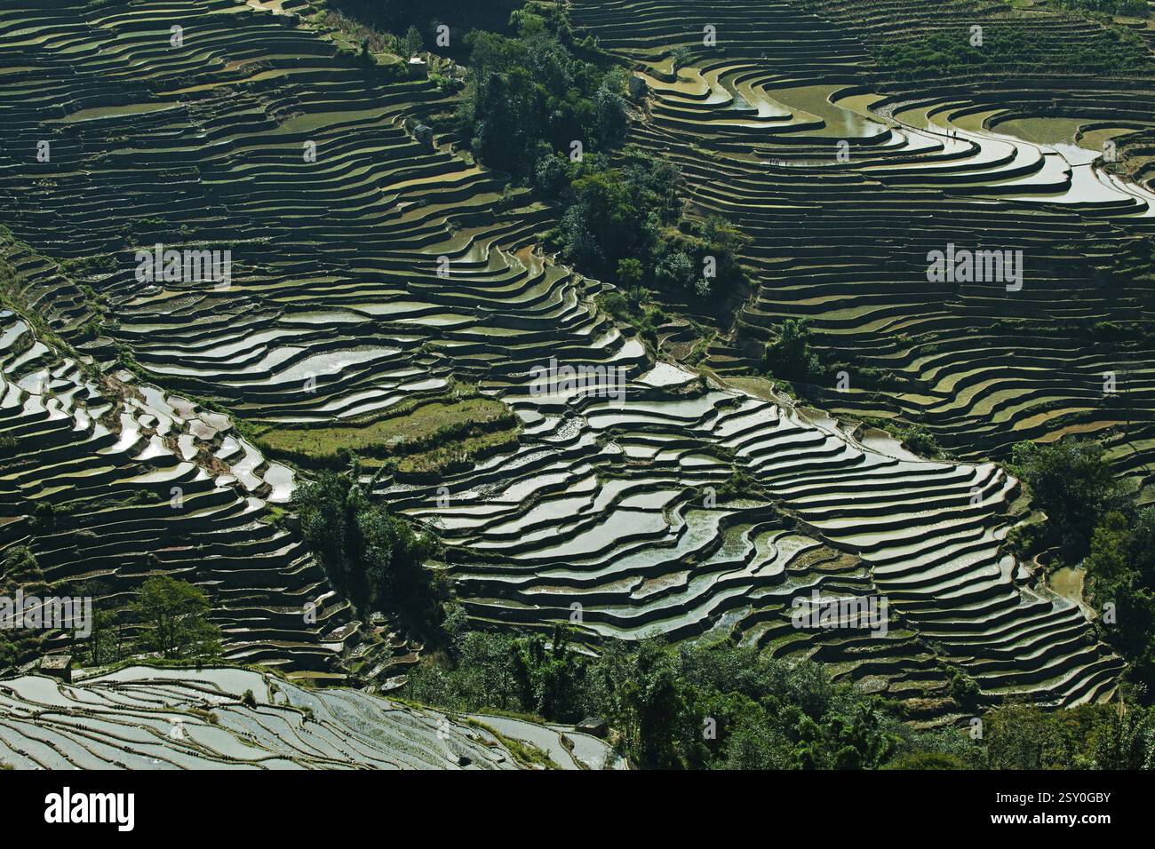 Reisfeld-Terrasse, yunnan, china Stockfoto