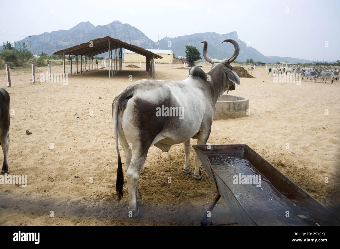 Kuh, Pathmeda, Godham, Rajasthan, Indien, Asien Stockfoto
