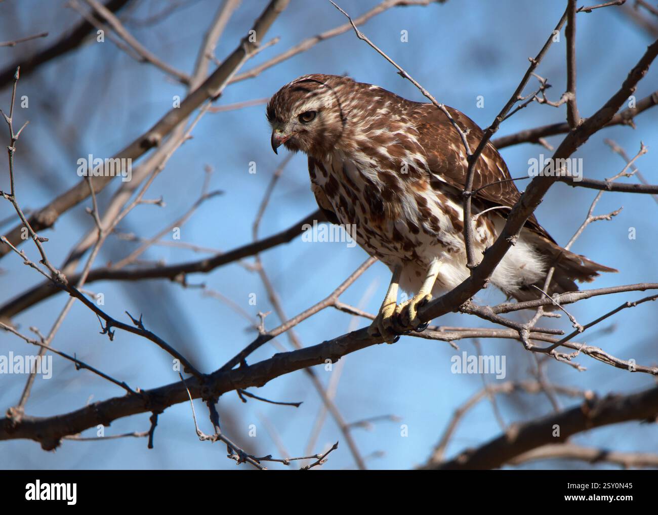 Ein junger Rotschwanzfalke, der im Winter auf einem Zweig thront Stockfoto