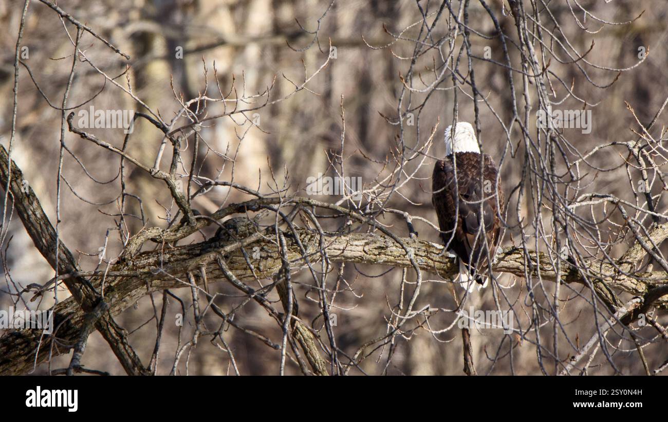 Ein Weißkopfseeadler hockte auf einem großen Ast, von hinten gesehen, mit vielen Ästen im Weg Stockfoto