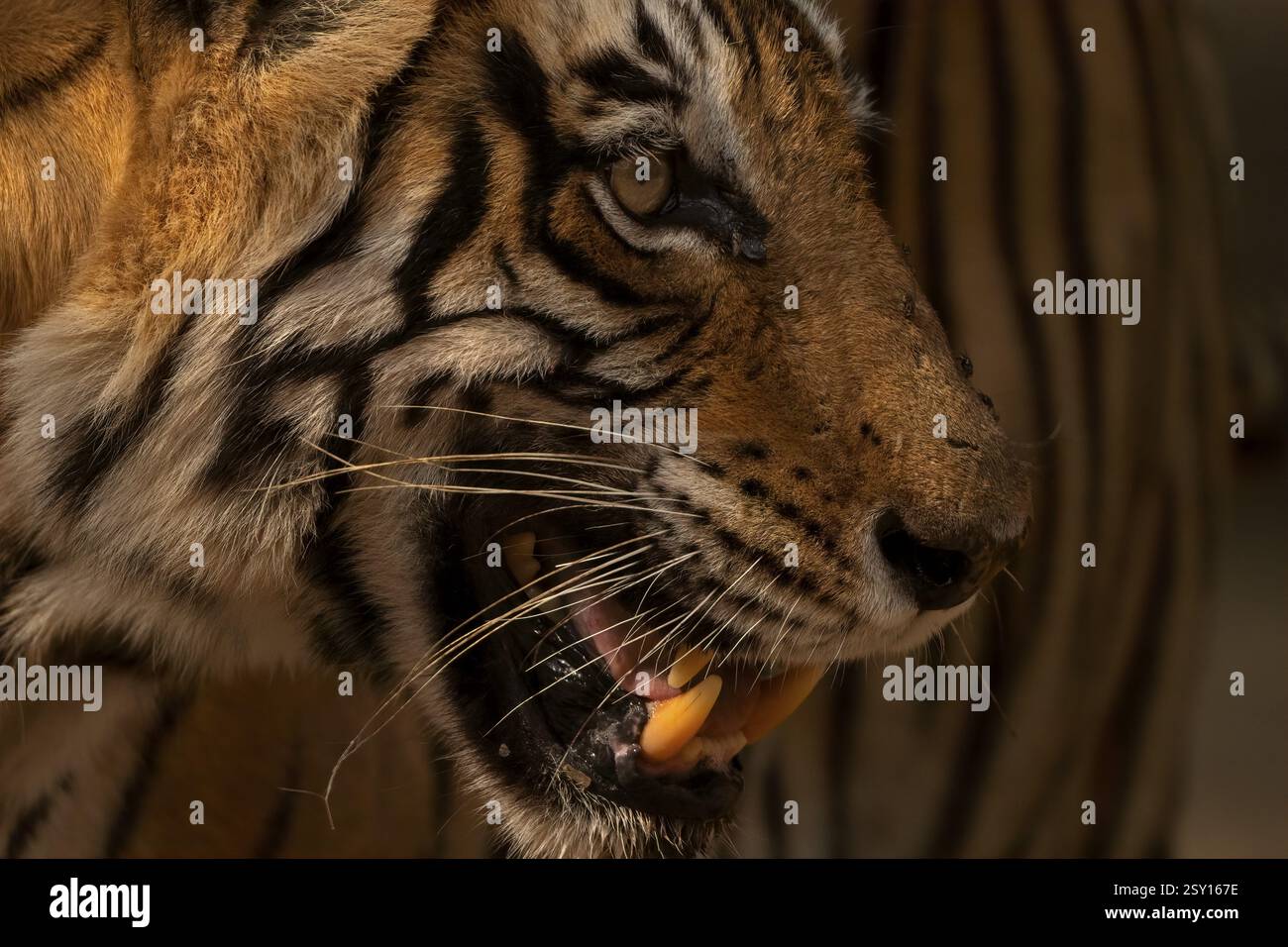Kopfaufnahme eines bengalischen Tigers im Ranthambhore Nationalpark In Indien Stockfoto