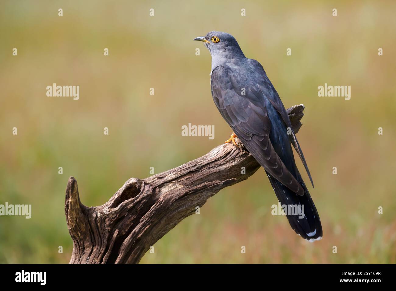 Porträt eines gewöhnlichen Kuckucksuches, der auf einem Ast auf einer Wiese thront, Großbritannien. Stockfoto