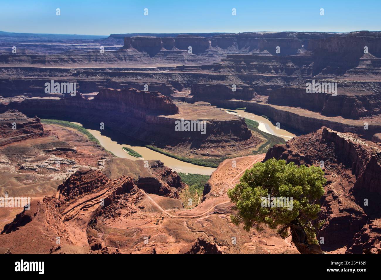 Blick vom Dead Horse Point Stockfoto
