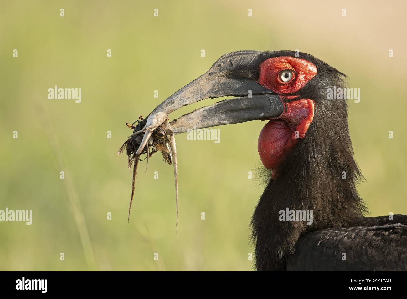 Nahaufnahme eines Hornbills mit Schlangen und Andere Reptilien im Schnabel zum Nest in Masai Mara Wildlife Refuge in Kenia Stockfoto