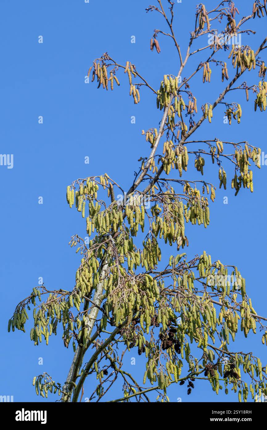 Erle / Schwarze Erle (Alnus glutinosa) Nahaufnahme männlicher Katzen im Spätwinter / Frühfrühling, Quelle der Pollenallergie Stockfoto