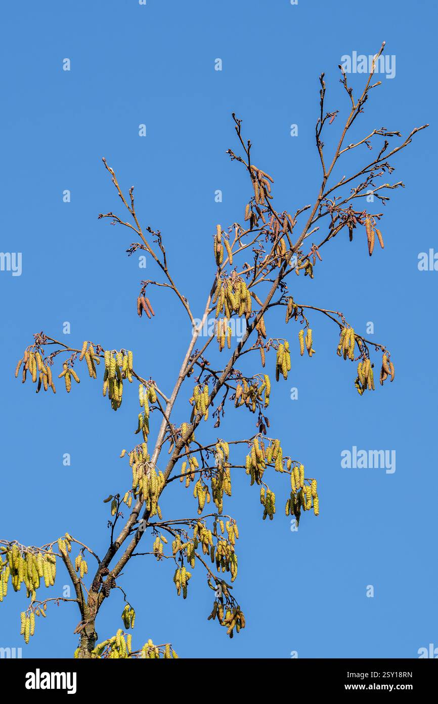 Erle / Schwarze Erle (Alnus glutinosa) Nahaufnahme männlicher Katzen im Spätwinter / Frühfrühling, Quelle der Pollenallergie Stockfoto