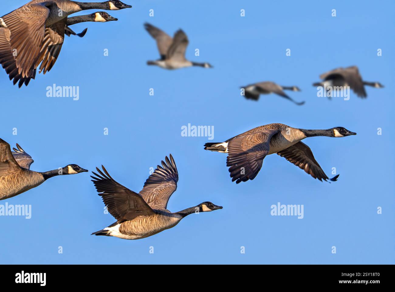 Herde von wandernden Kanadischen Gänsen / Kanadische Gänse (Branta canadensis) im Flug gegen den blauen Himmel Stockfoto