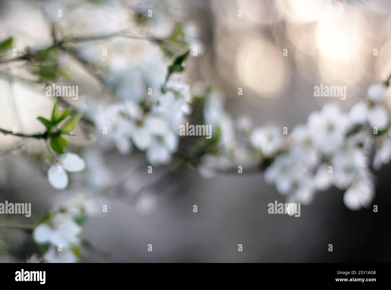 Natürlicher Frühlings-Bokeh-Hintergrund mit unscharfen Blüten. Unscharfer abstrakter natürlicher Hintergrund mit weißen Blütenblättern und abendlichen Bokeh-Lichtern. Stockfoto