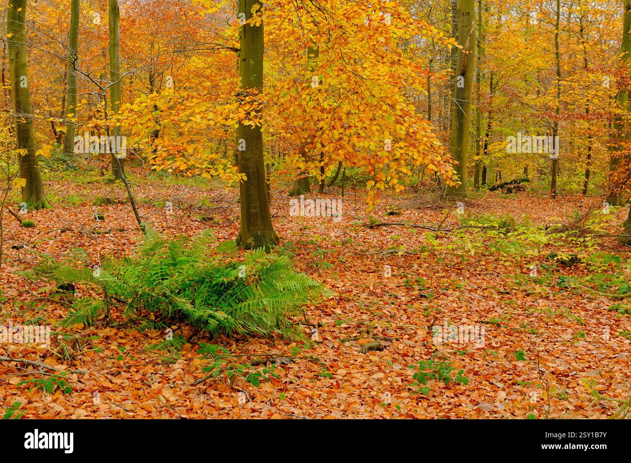 Goldene Blätter bedecken den Boden eines friedlichen Waldes, wo hohe Bäume in den Schatten des Herbstes stehen und eine ruhige Atmosphäre schaffen. Stockfoto
