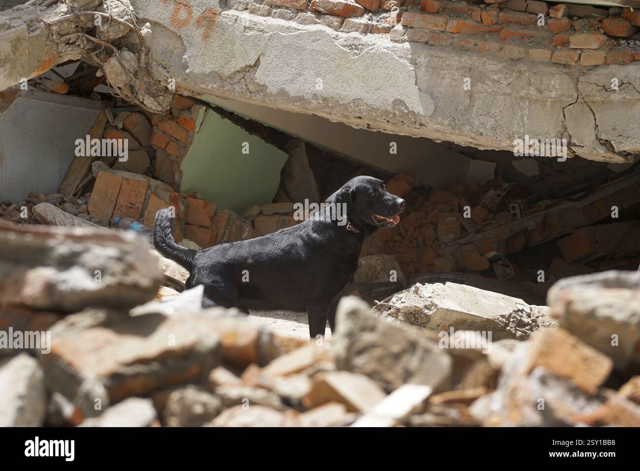 Sniffer Hund Suche Leichen zusammengebrochen, Gebäude, Nepal, Asien Stockfoto