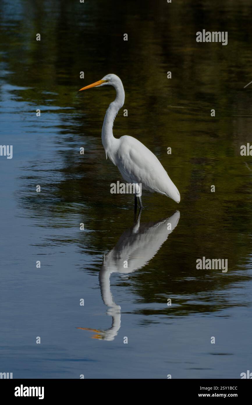 Ein großer Egret auf der Jagd in einem kleinen Teich in Alabama. Stockfoto