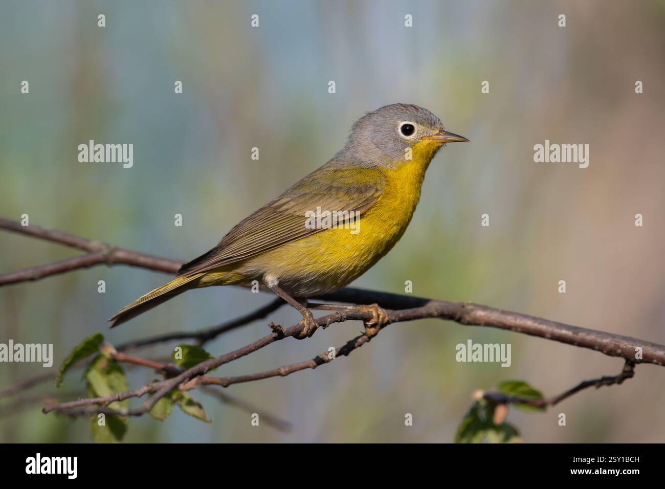 Ein Nashville Warbler thront auf einem Ast in einem Wald im Norden von Minnesota. Stockfoto