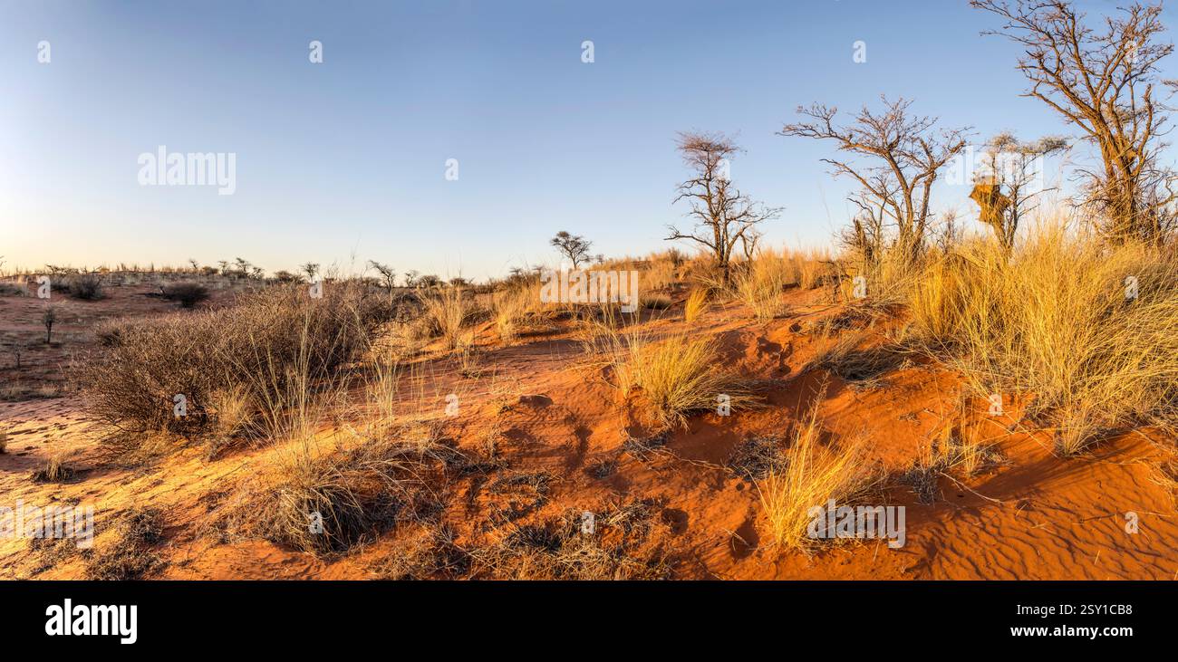 Landschaft mit karger Strauchvegetation am roten Dünensand in Kalahari-grüner Wüstenlandschaft, aufgenommen im hellen Licht des späten Frühlings bei Sonnenuntergang in der Nähe von Hoachanas, Stockfoto